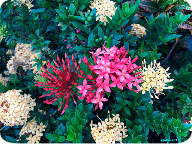 Ixora-7.png