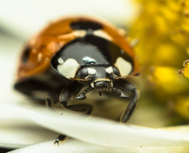 05-06-2018-ladybug+daisy+crop-05843.jpg