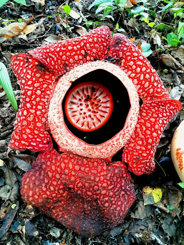 free-photo-of-close-up-of-rafflesia-flower.jpeg
