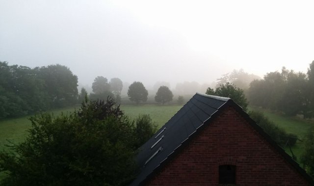 misty morning at Harry's.jpg