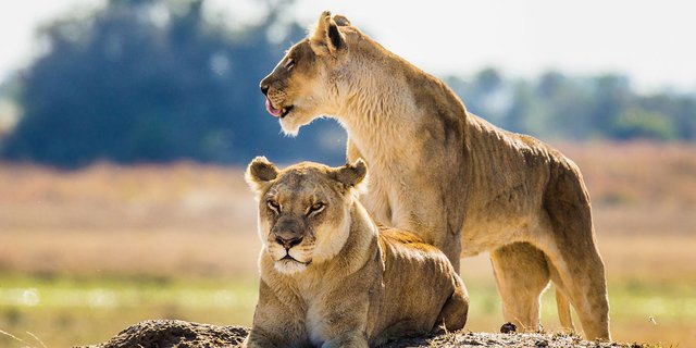 Chobe National Park.jpg