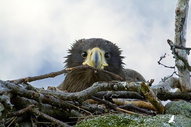 Steller-Sea-Eagle.jpg