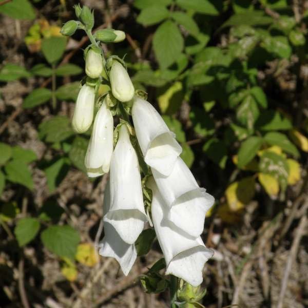 digitalis-purpurea4.jpg