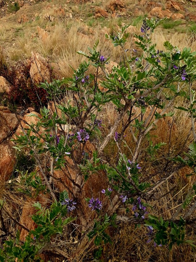 mundulea sericea.jpg