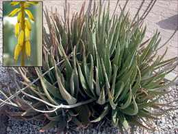 260px-Aloe_vera_flower_inset (1).png