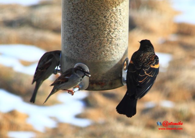 House Sparrow Red-Winged Blackbird IMG_0046.JPG