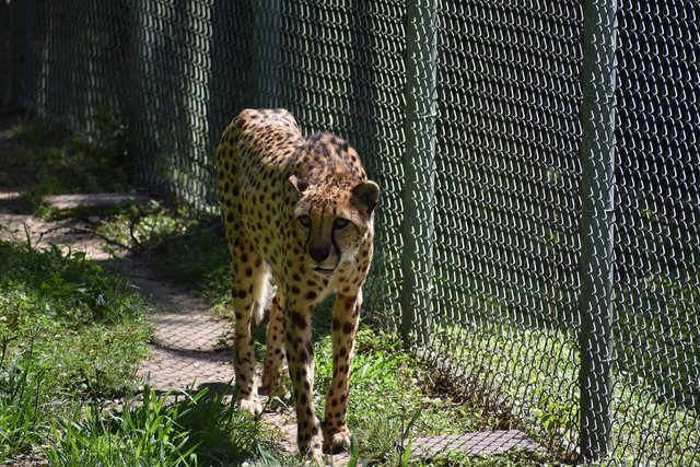 cheetah-6241209_1280.jpg