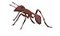 ant single smaller2.jpg