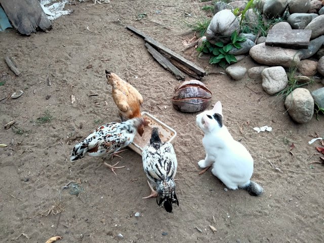 IMG20250720184121.jpg
