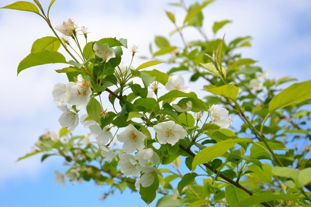 apple-tree-tree-bloom-summer-white-flowers-branches-1437451-pxhere.com.jpg