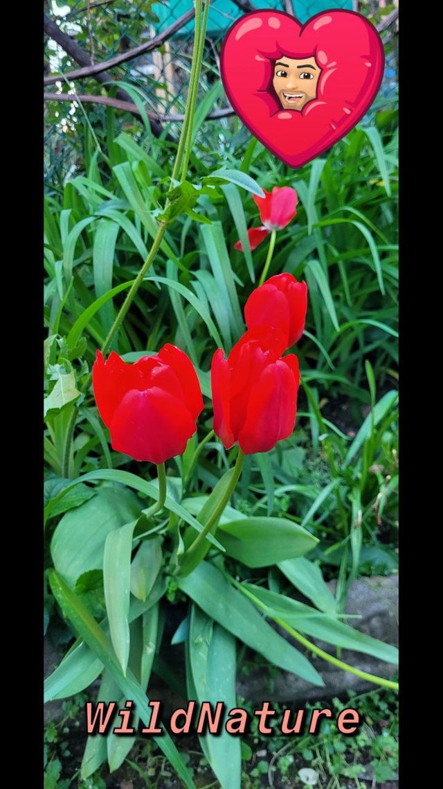 Tulipano di von gesner 2B.jpg