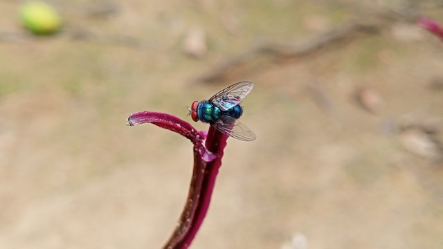 IMG_20250419_123219.jpg