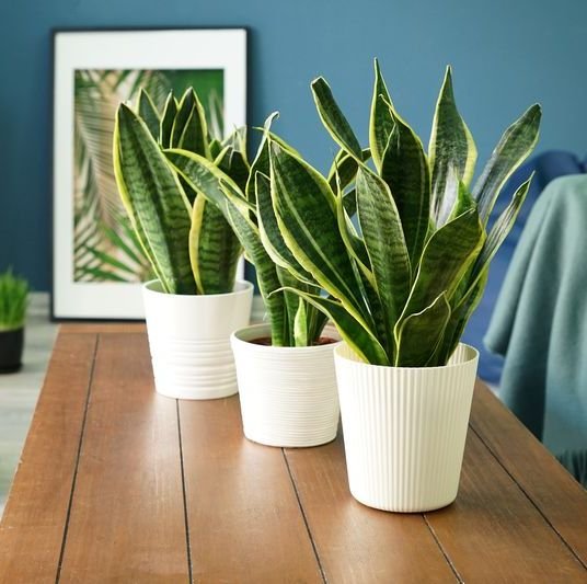 how-to-care-for-a-snake-plant-1591205050.jpg