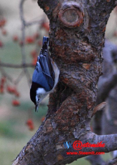 White-breasted Nuthatch PFW027.jpg