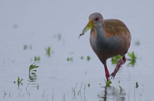 13.-Esteros-del-Iberà-40-jacana.jpg