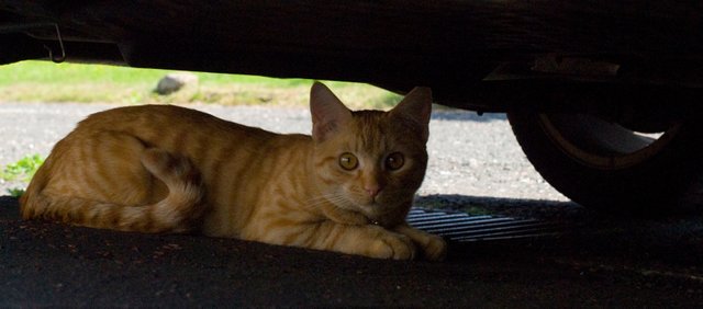 01(Flash_under-car).jpg