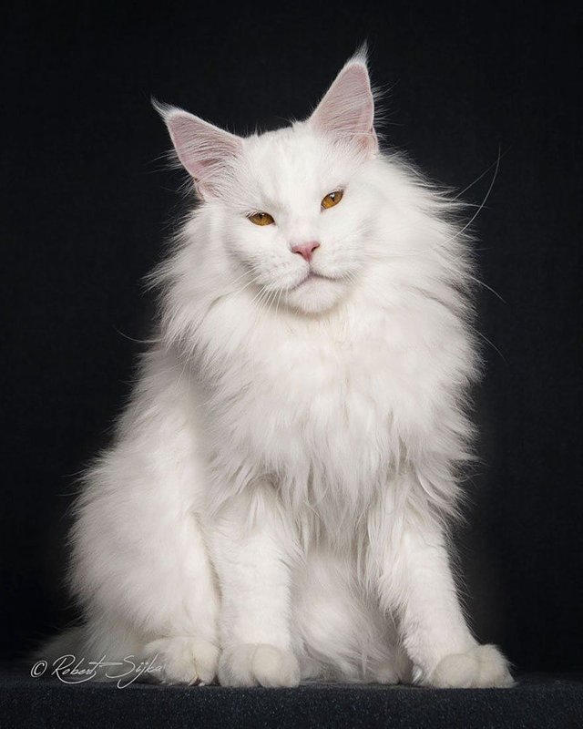 mainecoon2.jpg