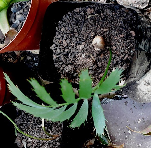 cycad seedling.jpg