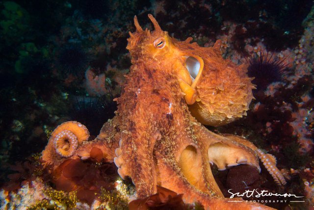 Giant Pacific Octopus-10.jpg