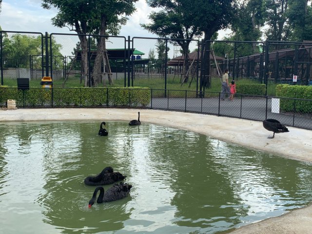 Sriayutthaya Lion Park7.jpg