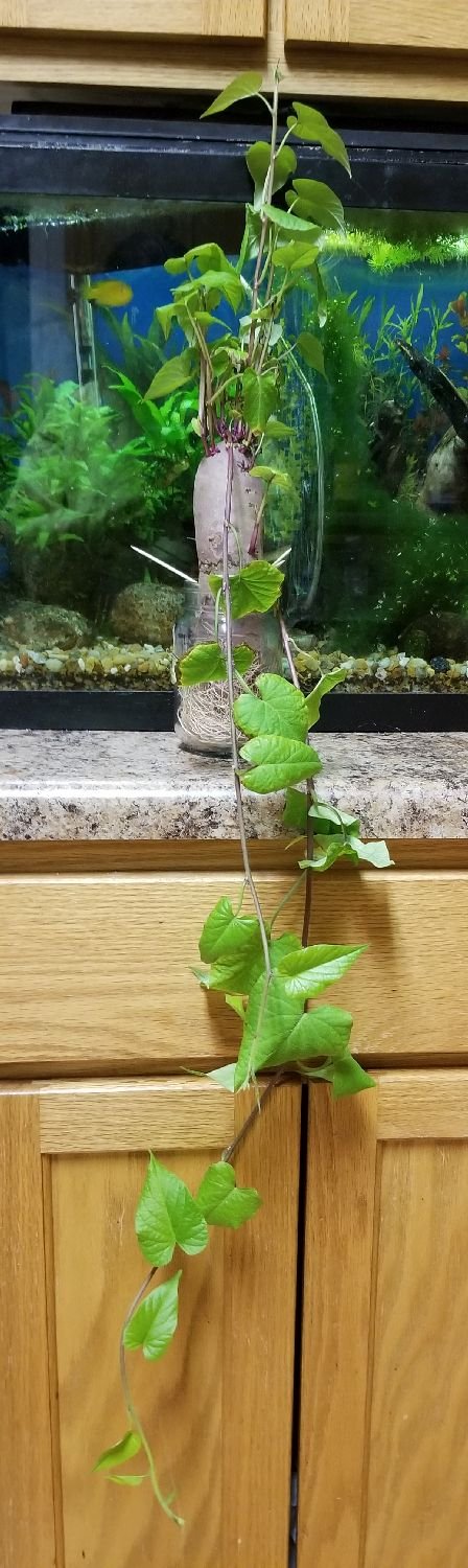 20190117_214211 - Stokes Purple Sweet Potato - Mother Plant.jpg