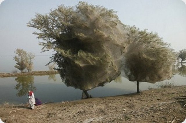 arboles-telarañas.jpg