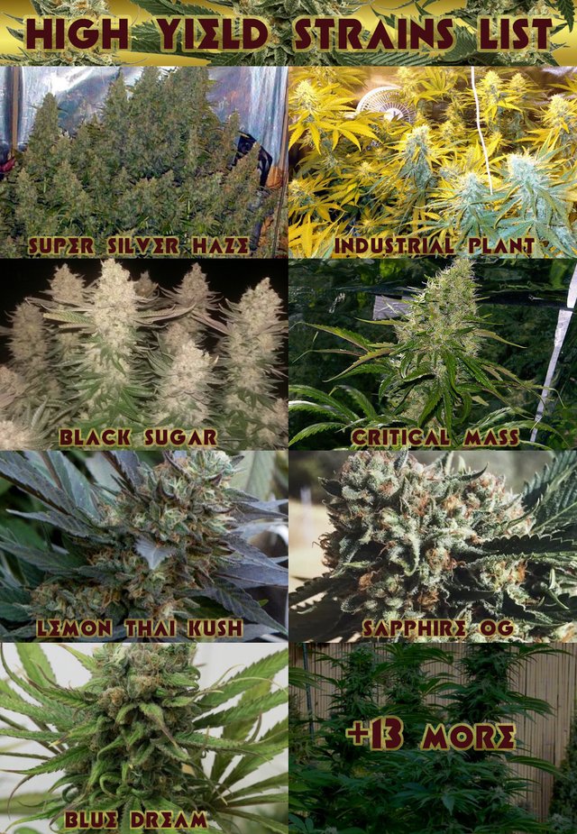 best-high-yield-marijuana-strains-list.jpg