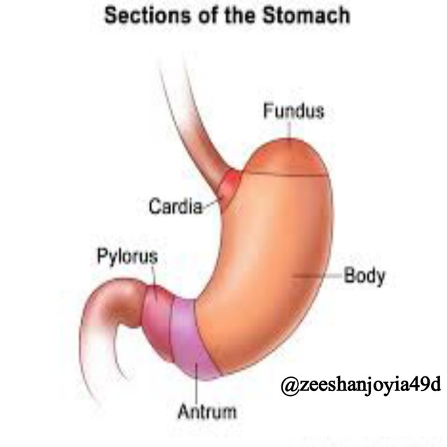stomach biology.jpg