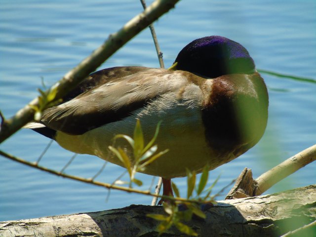 1photofeedwildlife79 (5).JPG