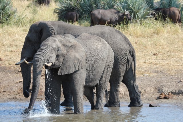 elephants-6746586_1280.jpg