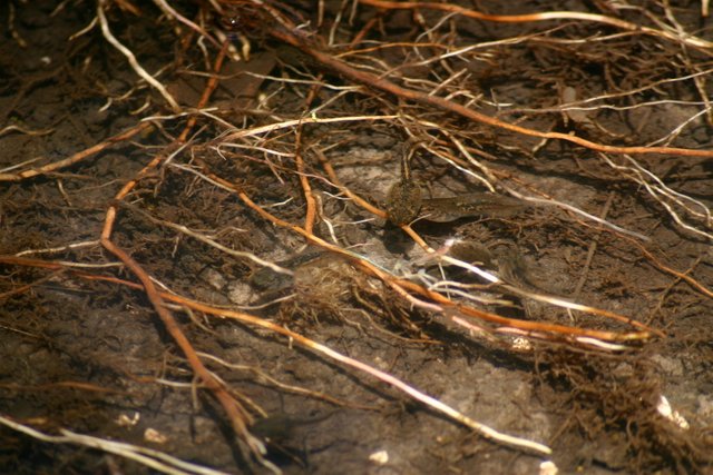 tadpole fight 2.jpg