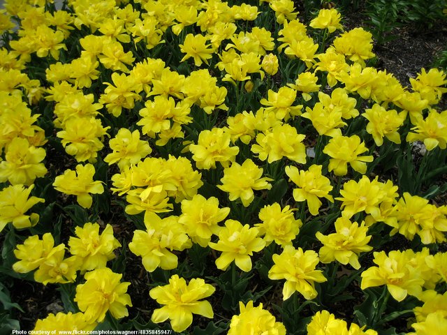 YellowFlowers-003-071518.jpg