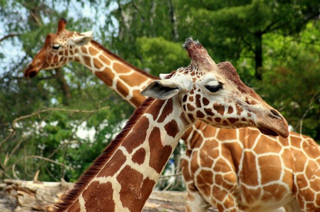 giraffe-4228990_1920.jpg