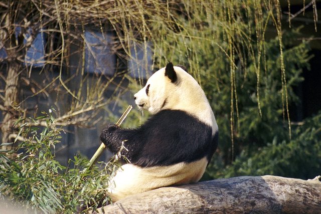 giant-panda-544299_960_720.jpg