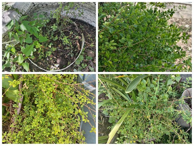 Collage_20250710_153010.jpg