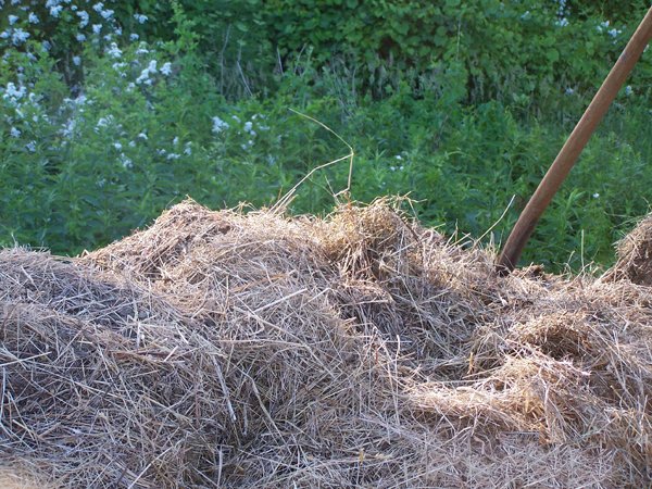 Mulch1 crop June 2018.jpg