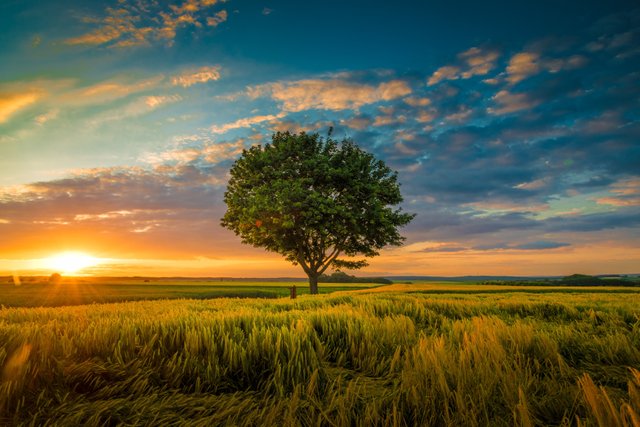 wide-angle-shot-single-tree-growing-clouded-sky-sunset-surrounded-by-grass.jpg