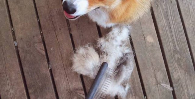 dog being brushed.jpg