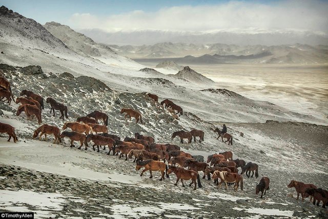 Mongolia-Migration-Timothy-Allen-01.jpg