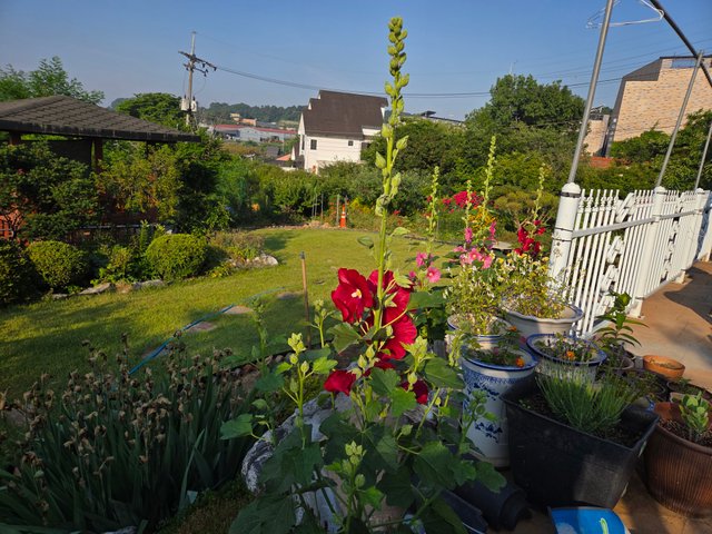 20250612_071928.jpg