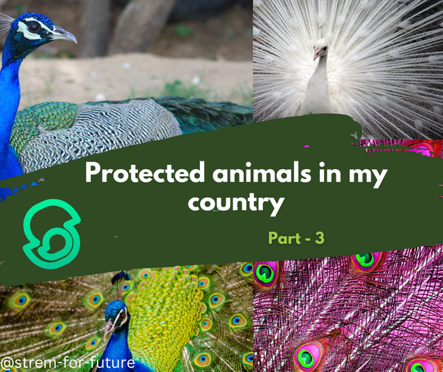 Protected animals in my country_20240505_131214_0000.png