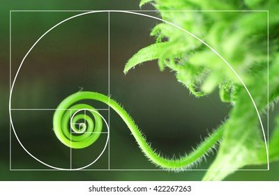 spiral-arrangement.jpg