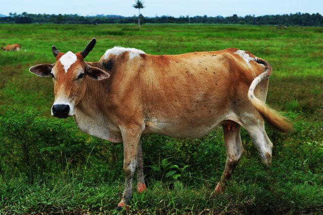 cow brown.jpg