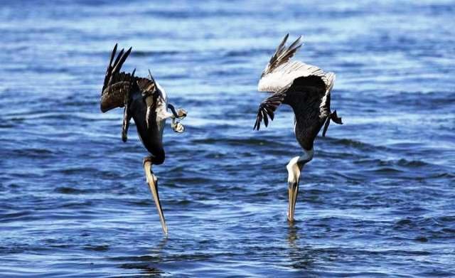 pelicano-cazando..jpg