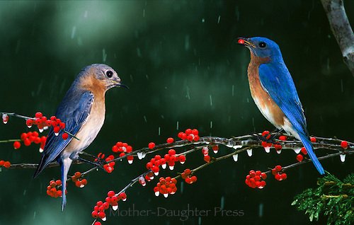 bluebird-couple-in-snow.jpg