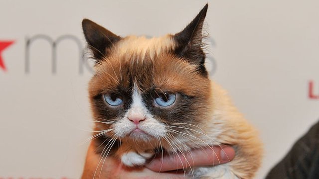 skynews-grumpy-cat-cat_4671402.jpg