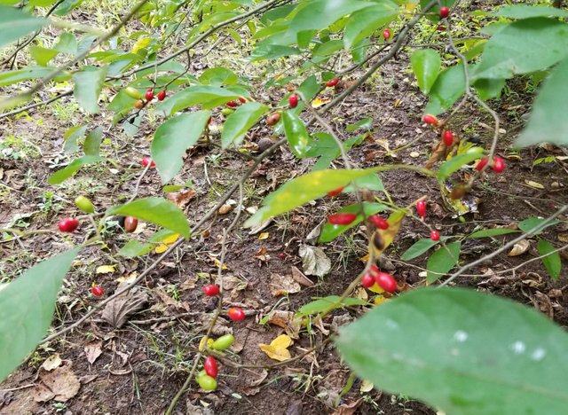 20180909_153244 - Ripening Spice Bush Berries.jpg