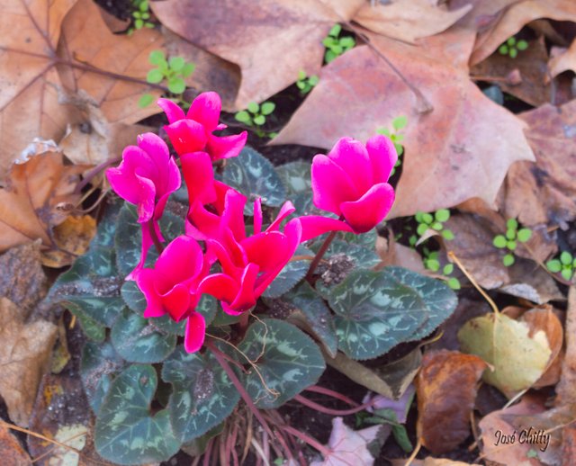 pink-flower.jpg