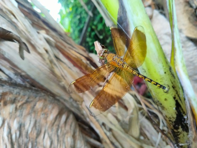 IMG20250723085141.jpg