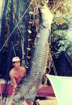 arapaima.jpg